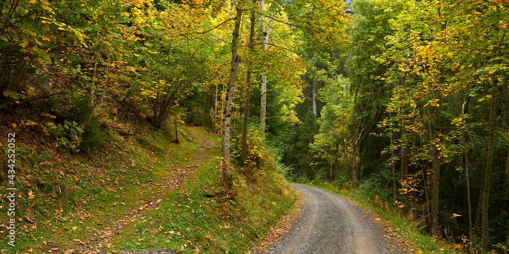 Naklejka premium Panoramic view of the trail and gravel road in the autumn forest near Wengen village in Switzerland in the autumn season.