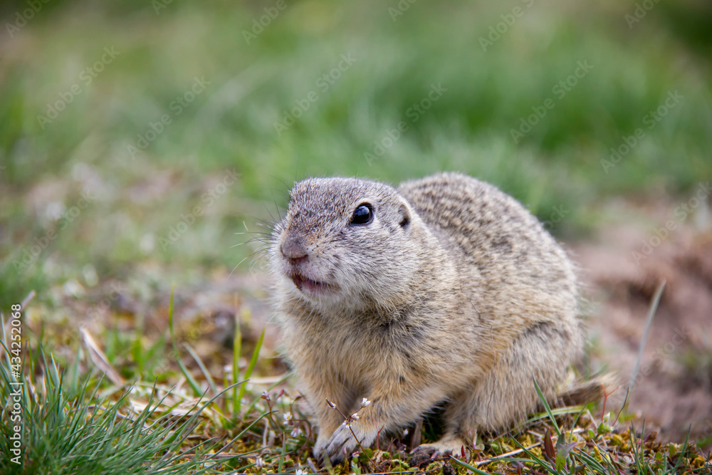 European Ground Squirrel on a field, Spermophilus citellus, Czech Republic European Ground Squirrel on a field, Spermophilus citellus, Czech Republic