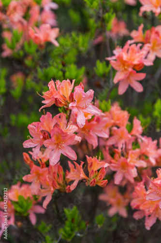 red and yellow flowers