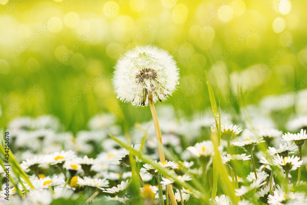 Pusteblume und Gänseblümchen auf grüner Wiese mit Regentropfen Frühlingswiese Pusteblume und Gänseblümchen auf grüner Wiese mit Regentropfen Frühlingswiese