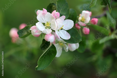 Apple blossom on a branch in spring garden. White flowers and pink buds with green leaves