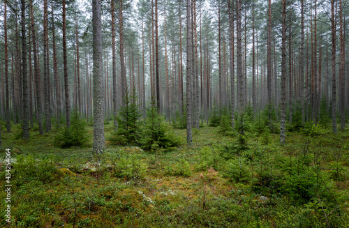 Pine tree forest with mossy boulders © Conny Sjostrom
