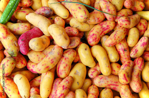 Olluquito is a root vegetable from South America, an important crop in the Andean region and for traditional dishes in Peruvian cuisine. Pile of yellow ulluco in a farmers market. photo