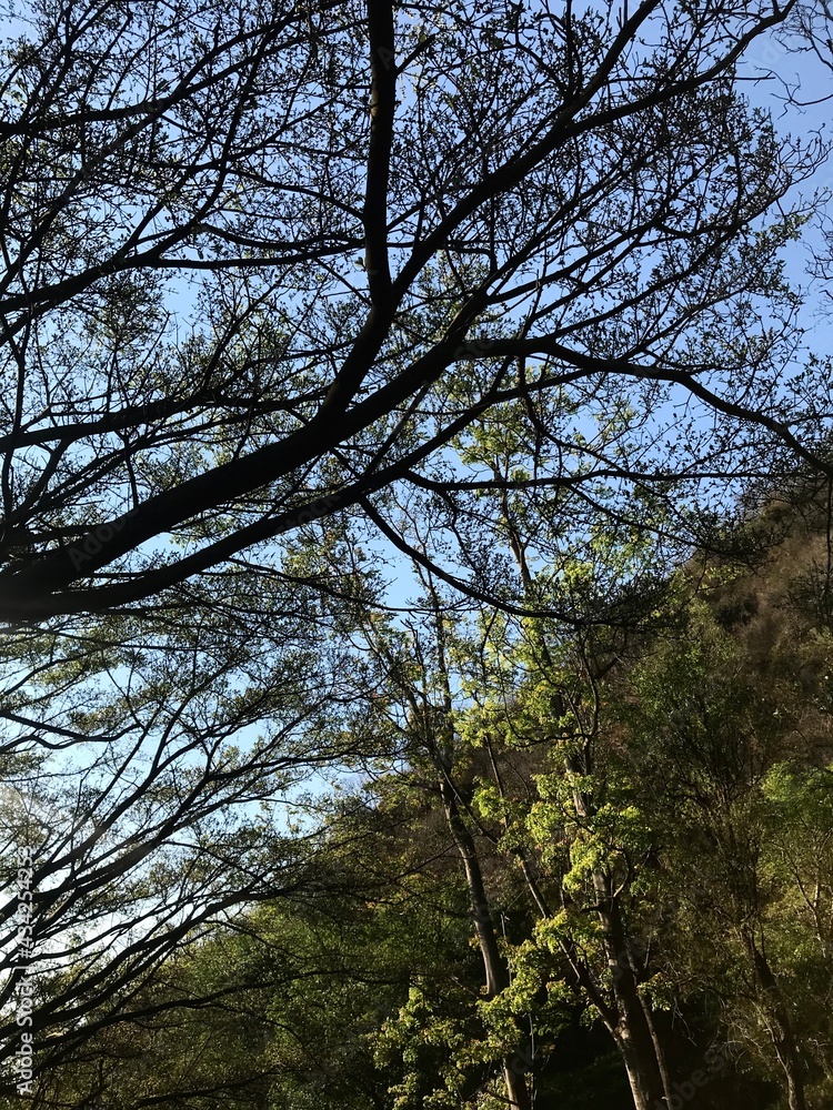 Fototapeta premium trees and sky