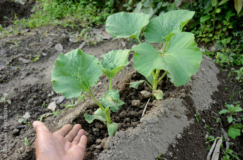 round gourd plant soil heap with hand over out of focus green brown background.