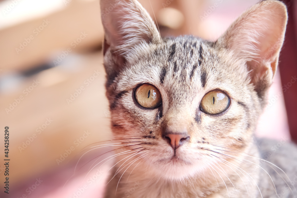 Cute baby cat face , nature pet background Cute baby cat face , nature pet background