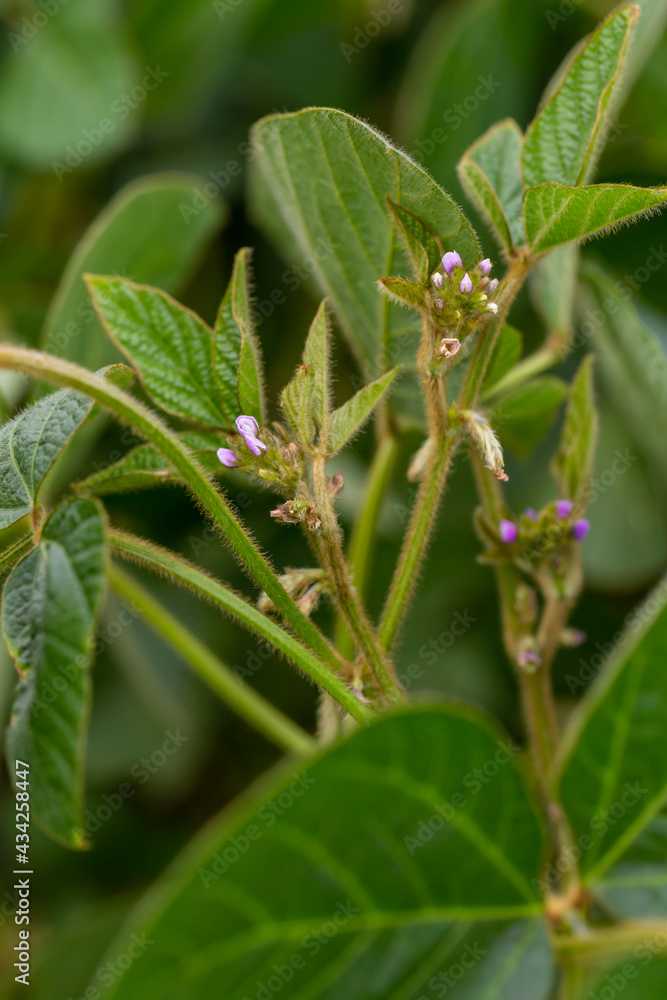 Fototapeta premium Soy flowers in sunny field. Green growing soybeans