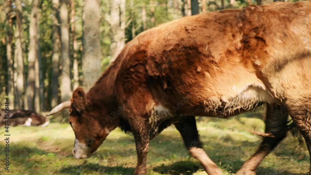 Feral highland cow grazing in forest walking to the left Feral highland cow grazing in forest walking to the left