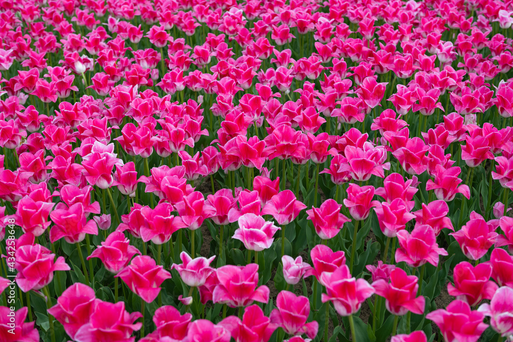 Background of beautiful tulips on flower bed in spring