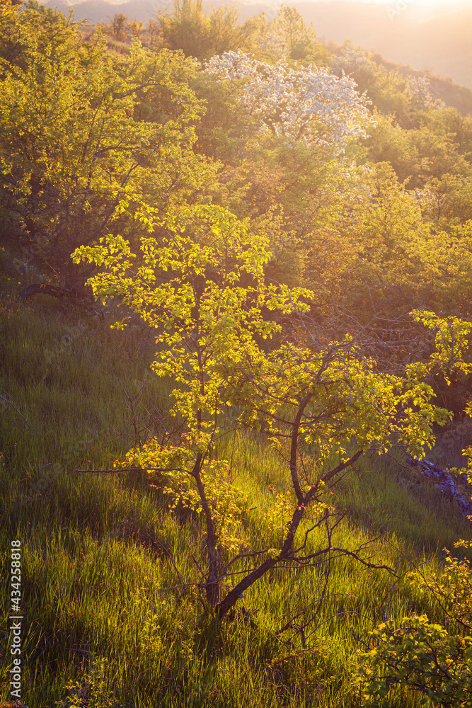 Beams of morning sun at the nature landscape with a tree