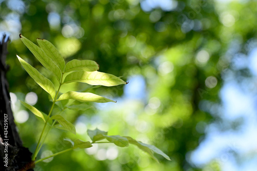 Closeup of Green Small Tree grew up from a large tree in the park with nature background.