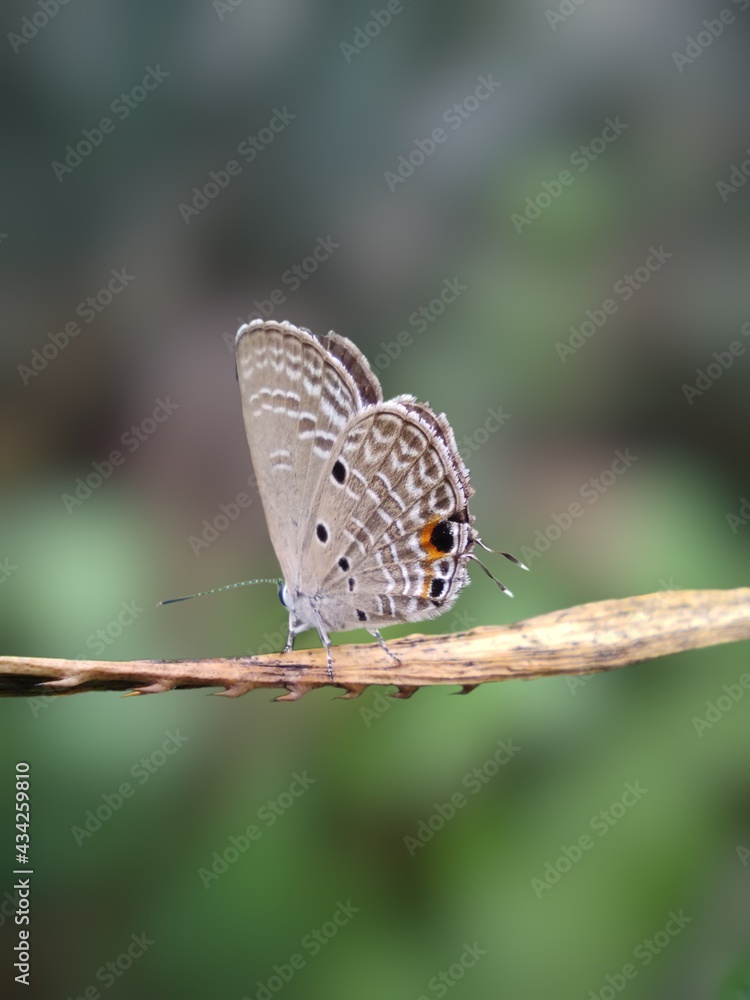 Fototapeta premium butterfly on a leaf