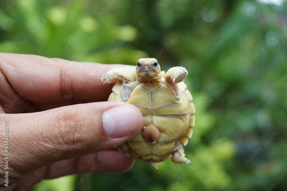 Tortoise on the hands of man (African spurred tortoise ),Cute portrait of baby tortoise ,Geochelone sulcata ,Close up Baby Tortoise Hatching (African spurred tortoise),Birth of new life