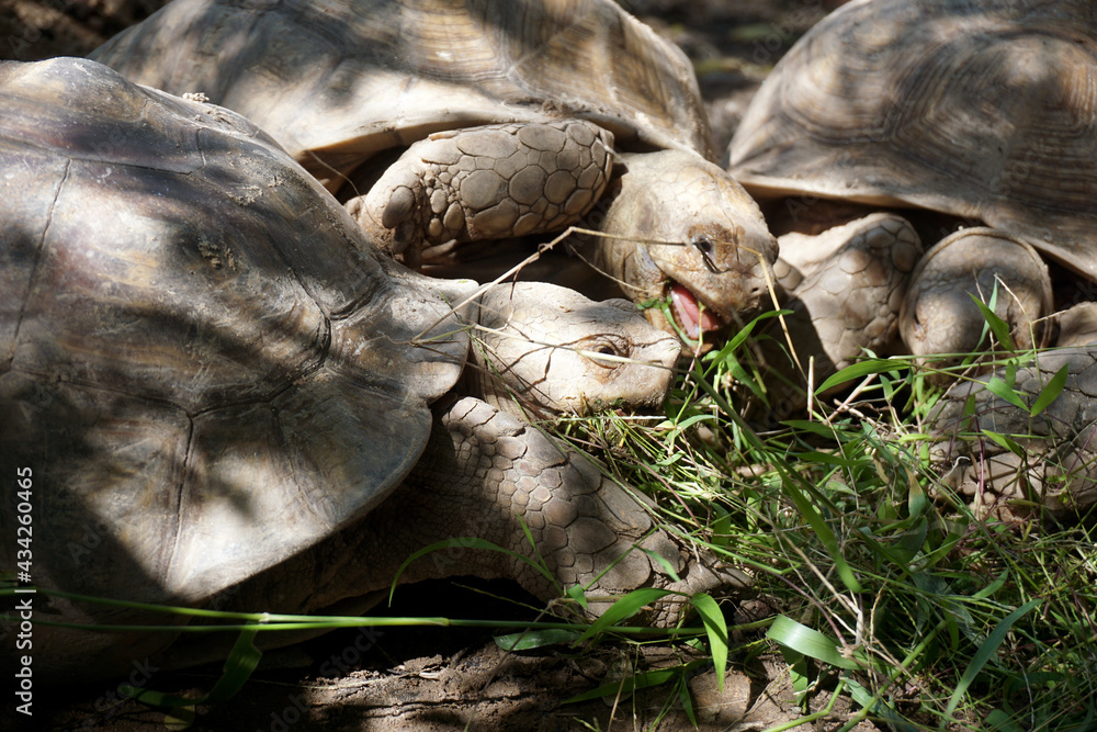 African Sulcata Tortoise Natural Habitat,Close up African spurred tortoise resting in the garden, Slow life ,Africa spurred tortoise sunbathe on ground with his protective shell ,Beautiful Tortoise