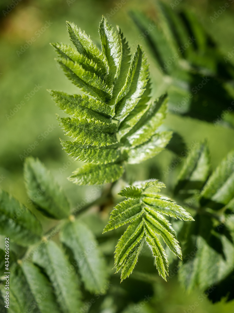Close-up of new, small, green rowan leaves. Branch of a tree with new leaves. Branch rowan in spring, selective focus. Top aboute view Close-up of new, small, green rowan leaves. Branch of a tree with new leaves. Branch rowan in spring, selective focus. Top aboute view