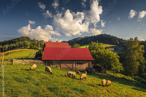 Beskid Sądecki on a warm summer afternoon. Natural views with beautiful landscapes. photo