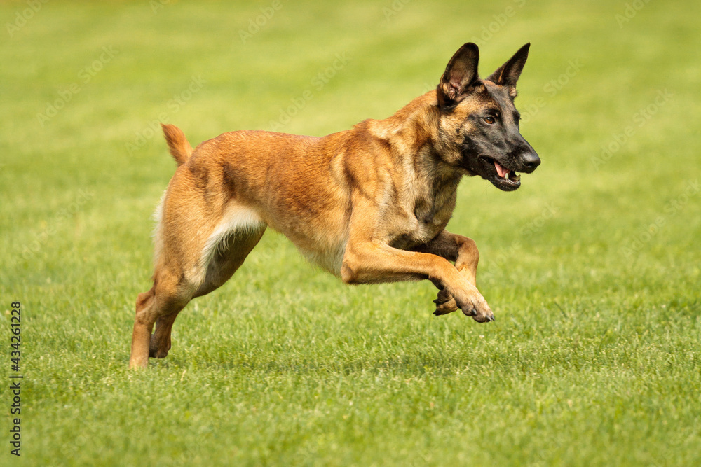 athletic malinois belgian shepherd dog running on grass in a park athletic malinois belgian shepherd dog running on grass in a park