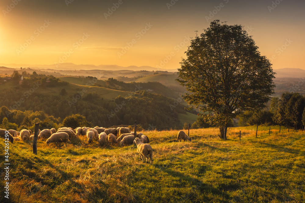 Beskid Sądecki on a warm summer afternoon. Natural views with beautiful landscapes.