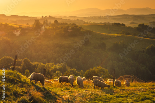 Beskid Sądecki on a warm summer afternoon. Natural views with beautiful landscapes.