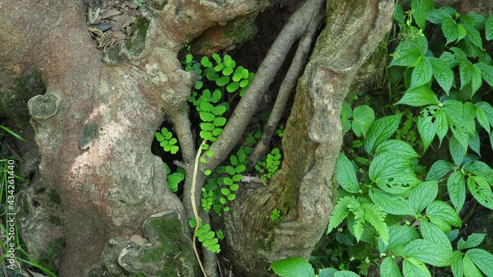 green fern detail nature in the rain forest with moss on the rock green fern detail nature in the rain forest with moss on the rock