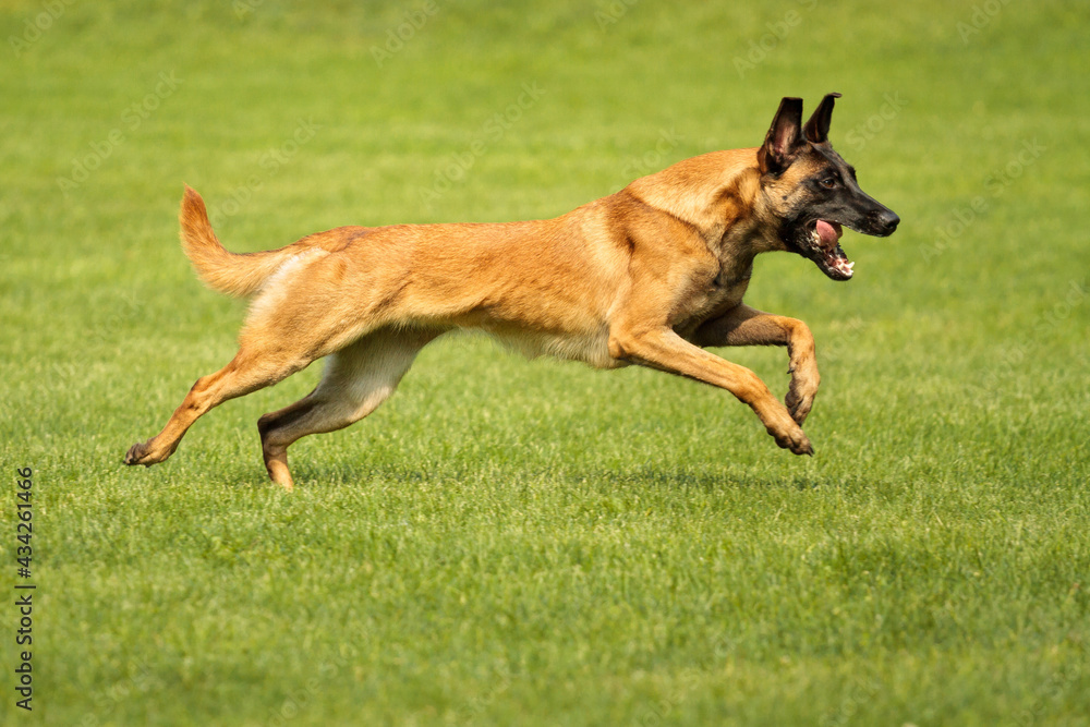athletic malinois belgian shepherd dog running on grass in a park