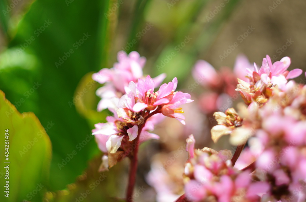 Close up of Bergenia cordifolia Purpurea flowering spike. Close up of Bergenia cordifolia Purpurea flowering spike.