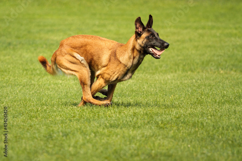 athletic malinois belgian shepherd dog running on grass in a park