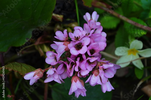 Close up of Bergenia cordifolia Purpurea flowering spike.