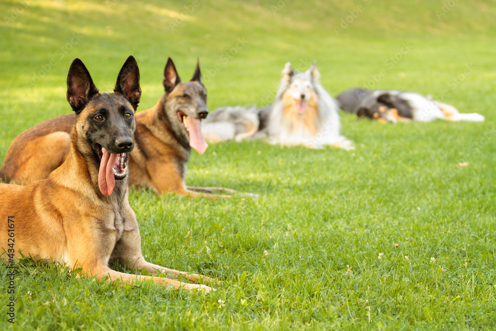 four dogs group portrait lying down malinois belgian shepherds and rough collies in a park four dogs group portrait lying down malinois belgian shepherds and rough collies in a park
