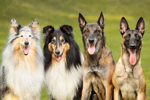 Photography four dogs group portrait sitting malinois belgian shepherds and rough collies in