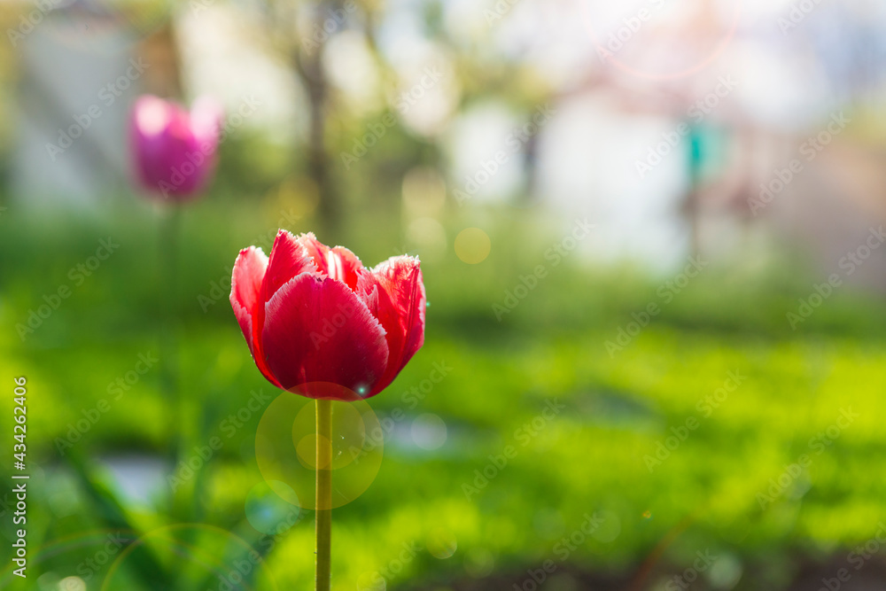 Obraz premium Red tulip flower