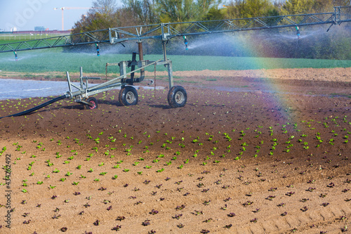 watering of sapplings in the summer photo