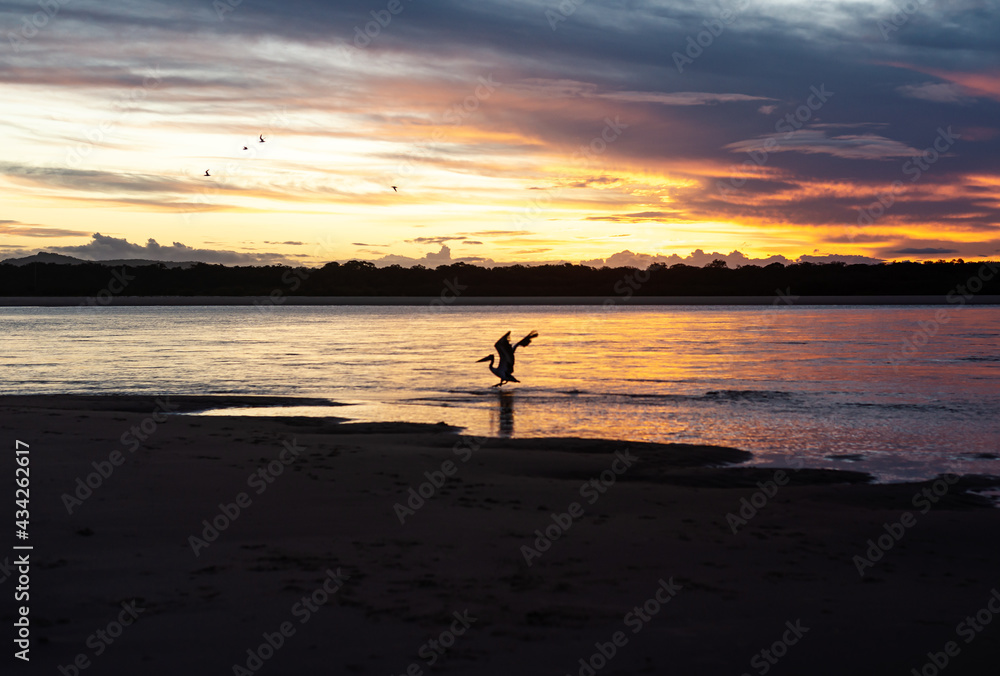 Silhouette of Pelican Over the Ocean at Sunset Time in Noosa, Queensland, Australia. Nature Concept
