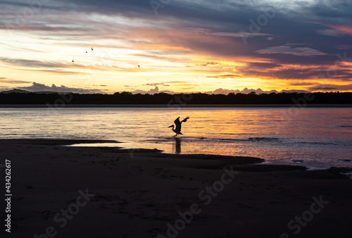 Silhouette of Pelican Over the Ocean at Sunset Time in Noosa, Queensland, Australia. Nature Concept © nicolas