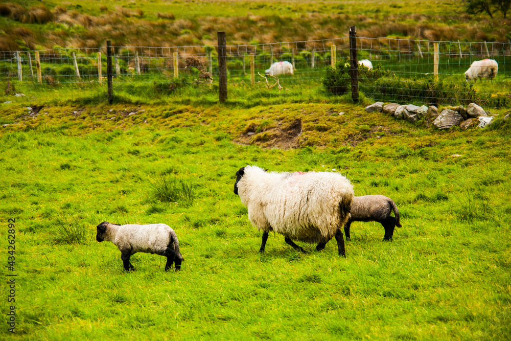 Spring landscape and sheeps in the lands of Ireland Spring landscape and sheeps in the lands of Ireland
