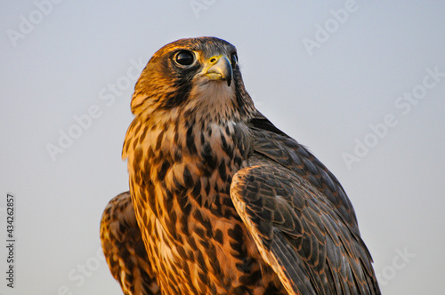 Closeup of red tailed hawk