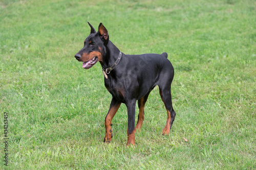 Cute doberman pinscher puppy is standing on a green grass in the summer park. Pet animals.