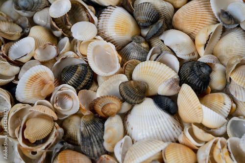 Summer background pattern from seashells. Shell close-up. Ocean coast. Seashells background.