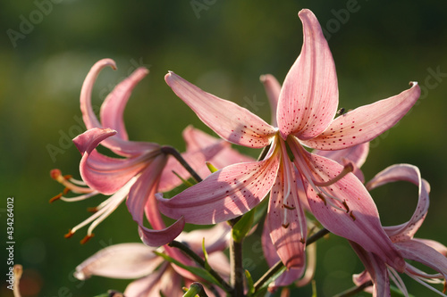 Lily inflorescence in the garden on a summer sunny day.