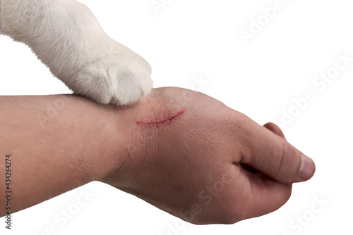 Scratch on a man's hand made by a cat, a cat's paw on a hand of an owner, isolated on white. © Pavlo