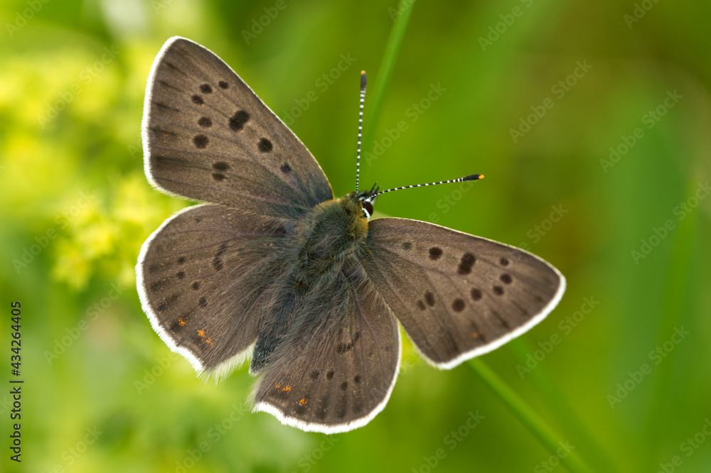 Brauner Feuerfalter (Lycaena tityrus) Brauner Feuerfalter (Lycaena tityrus)