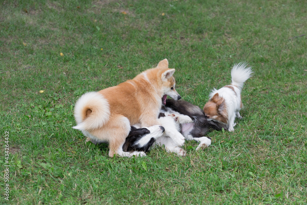 Border collie puppy, akita inu puppy and chihuahua puppy are playing on a green grass in the summer park. Four month old. Pet animals.