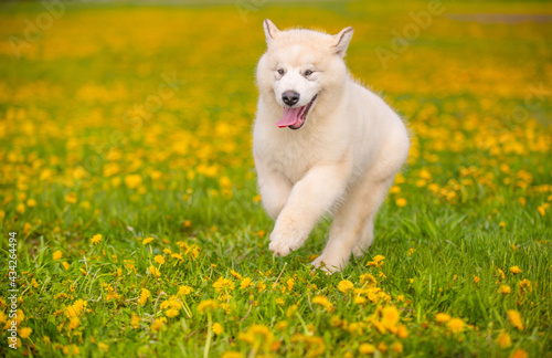 White fluffy Malamute puppy happily runs through the field of yellow flowers in the summer in the park