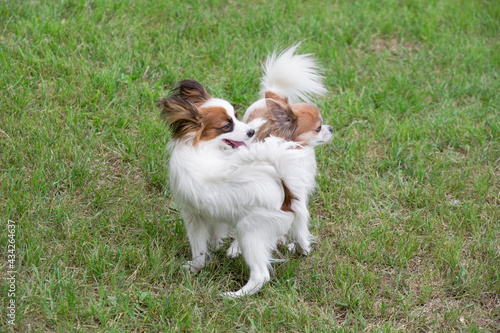 Cute continental toy spaniel puppy and chihuahua puppy are standing on a green grass in the summer park. Pet animals.