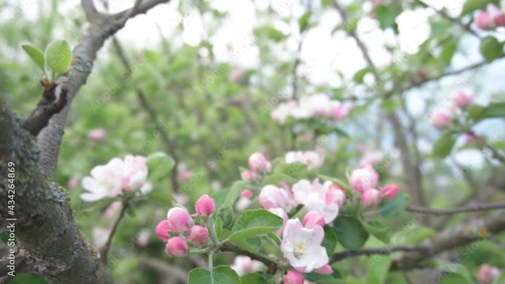 pink apple tree blossoms. flowers in the garden pink apple tree blossoms. flowers in the garden