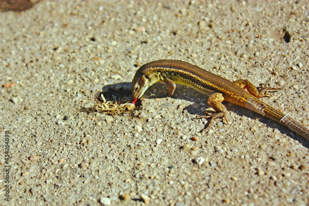 Close-up of lizard eating the remains of an animal Close-up of lizard eating the remains of an animal