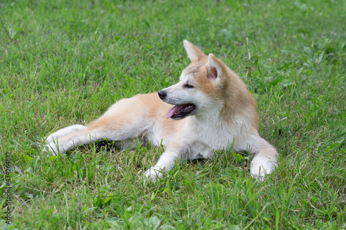 Cute akita inu puppy is lying on a green grass in the summer park. Japanese akita or great japanese dog. Pet animals.