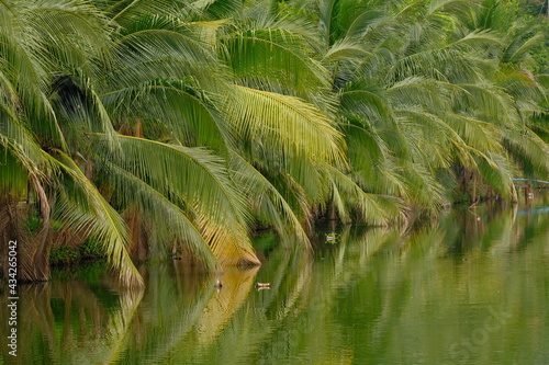 Coconut plantation in the countryside is local agriculture business to more made money.