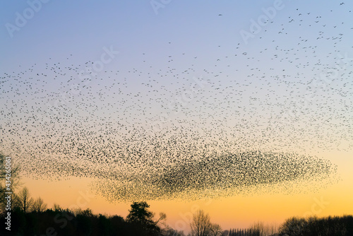 Beautiful large flock of starlings. A flock of starlings birds fly in the Netherlands. During January and February, hundreds of thousands of starlings gathered in huge clouds. Starling murmurations. 