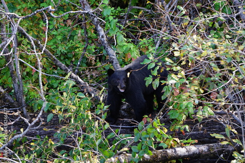 Black Bear in the forest